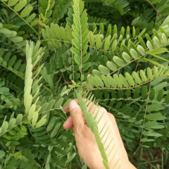 Amorpha fruticosa seeds/False Indigo seeds 1kg