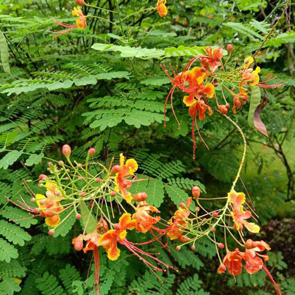 Caesalpinia pulcherrima seeds 1kg