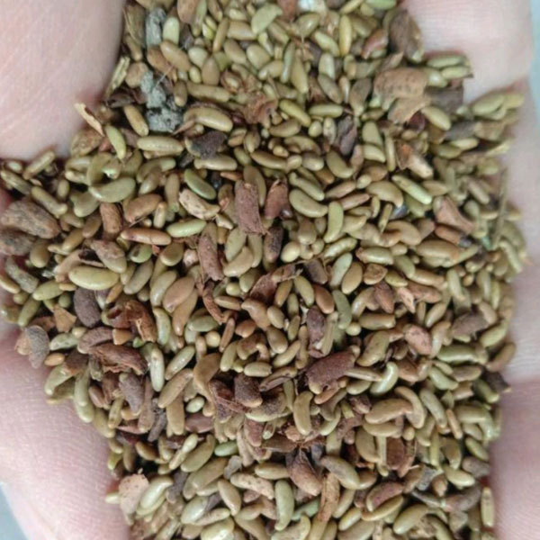 Amorpha fruticosa seeds/False Indigo seeds 1kg