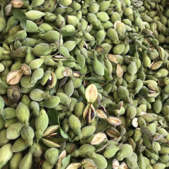 Aquilaria sinensis/Agarwood seeds 1kg