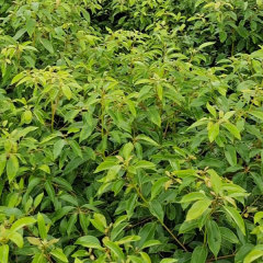 Deyeuxia langsdorffii seeds/Calamanrostis lanysdorffii seeds 1kg