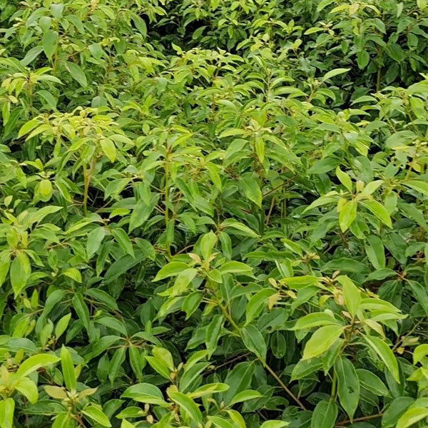 Deyeuxia langsdorffii seeds/Calamanrostis lanysdorffii seeds 1kg