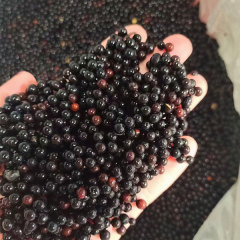 Sassafras/Sassafras tzumu/Chinese Sassafras seeds 1kg