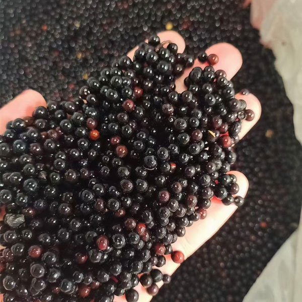 Sassafras/Sassafras tzumu/Chinese Sassafras seeds 1kg