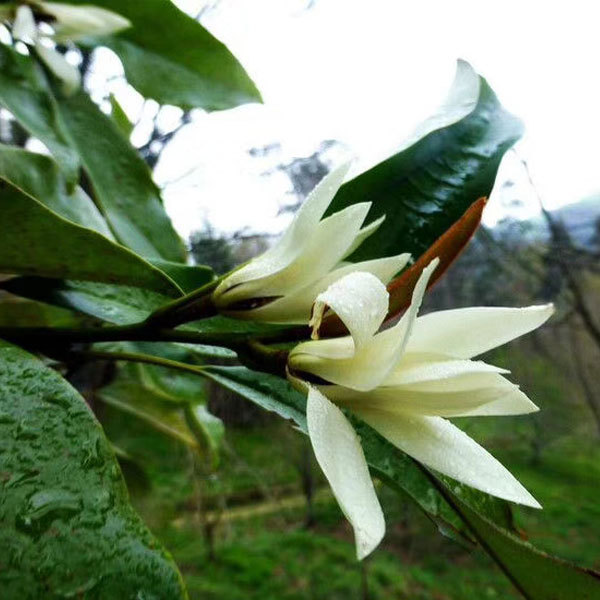 Michelia macclurei seeds 1kg