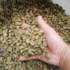 Paliurus ramosissimus seeds/Branchy Paliurus seeds