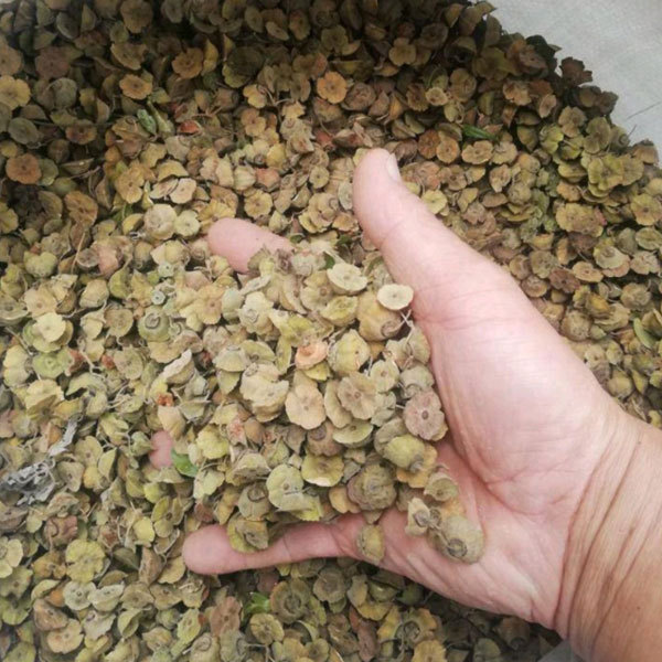 Paliurus ramosissimus seeds/Branchy Paliurus seeds