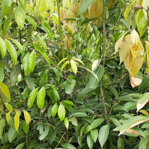 Cinnamomum japonicum/Cinnamomum pedunculatum seeds 1kg