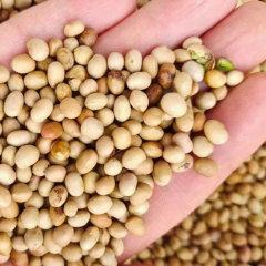 Pistacia weinmannifolia/yunnan pistache seeds 1kg