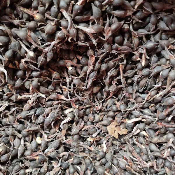 Aquilaria sinensis/Agarwood seeds 1kg