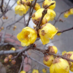 Chimonanthus praecox seeds/calyx canthus seeds 1kg