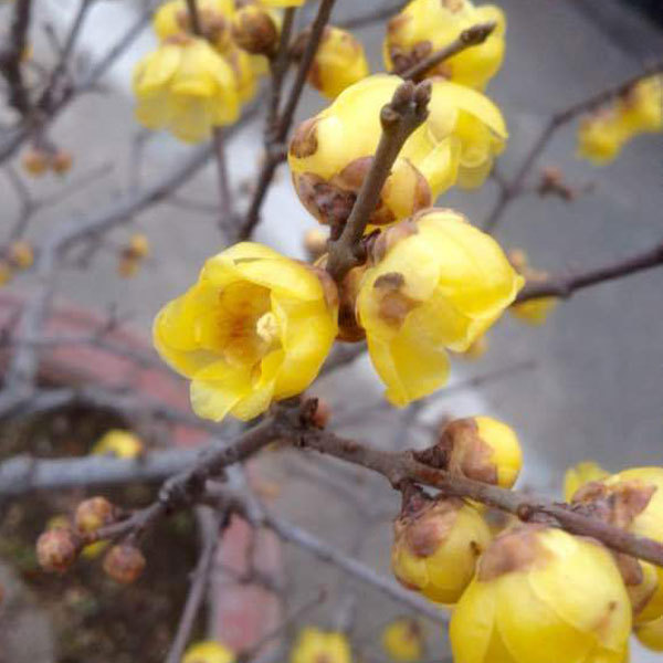 Chimonanthus praecox seeds/calyx canthus seeds 1kg