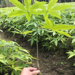 Pachira aquatica seeds/Pachira macrocarpa seeds 1kg