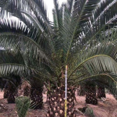 Phoenix canariensis seeds