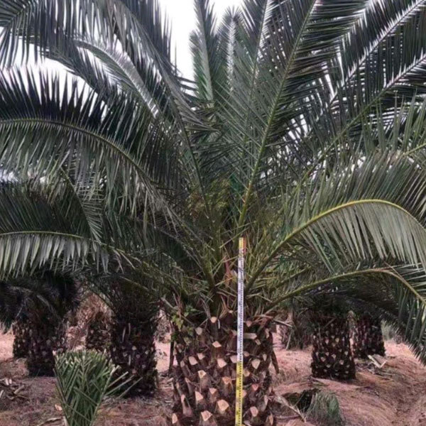 Phoenix canariensis seeds
