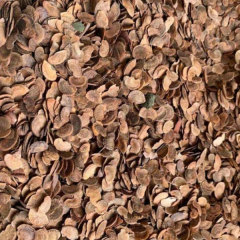 Schima superba/Schima wallichii choisy seeds 1kg