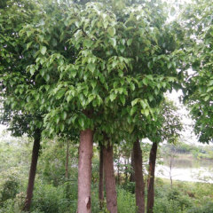 Cinnamomum parthenoxylon seeds/Camphor tree seeds 1kg