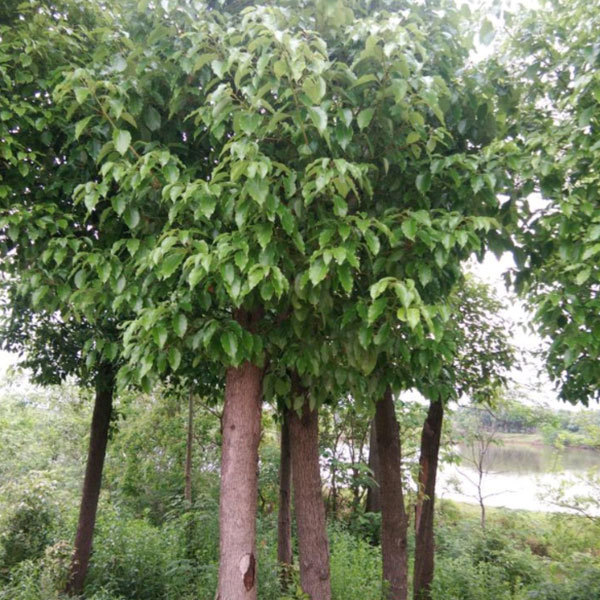 Cinnamomum parthenoxylon seeds/Camphor tree seeds 1kg
