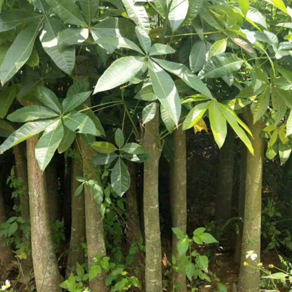 Pachira aquatica seeds/Pachira macrocarpa seeds 1kg