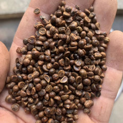 Boston ivy/Japanese creeper seeds 1kg