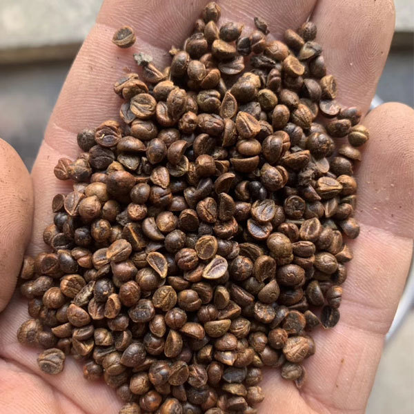 Boston ivy/Japanese creeper seeds 1kg