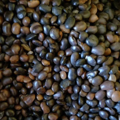 Sophora japonica/Chinese scholar tree seeds 1kg