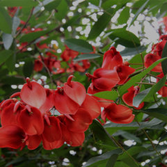 Erythrina crista-galli seeds