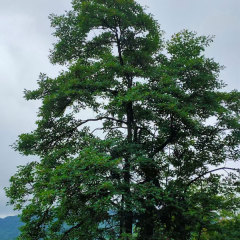 Sassafras/Sassafras tzumu/Chinese Sassafras seeds 1kg