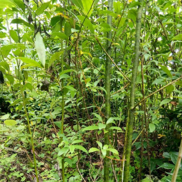 Litsea cubeba seeds 1kg