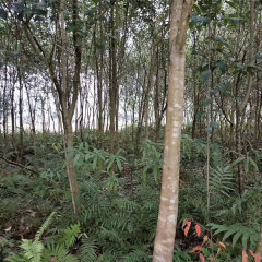 Ligustrum compactum/Ligustrun lucidum seeds 1kg