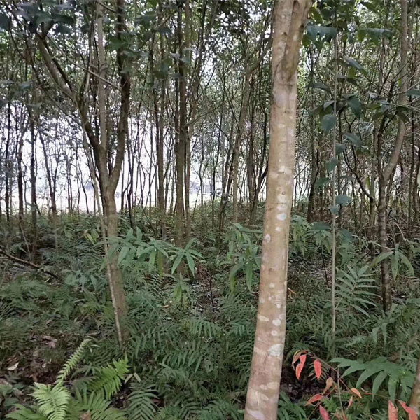 Ligustrum compactum/Ligustrun lucidum seeds 1kg