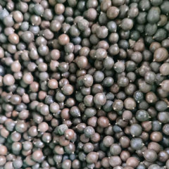 Koelreuteria paniculata seeds/Goldenrain tree seeds 1kg