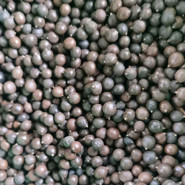 Koelreuteria paniculata seeds/Goldenrain tree seeds 1kg