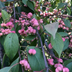 Euonymus bungeanus/Euonymus maackii seeds 1kg