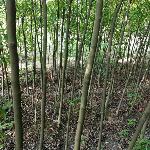 Elaeocarpus decipiens seeds