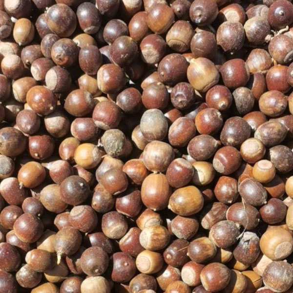 Quercus rubra seeds/red oak seeds