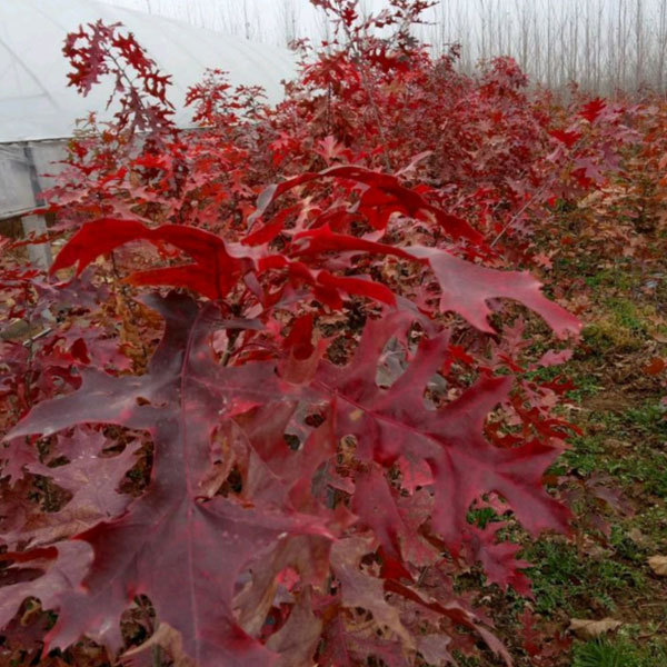 Quercus rubra seeds/red oak seeds