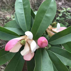 Manglietia insignis seeds 1kg