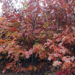 Quercus rubra seeds/red oak seeds