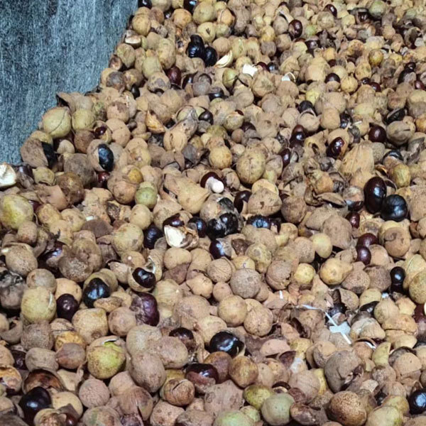 Aesculus chinensis/Horse Chestnut/Buckeyes seeds 1kg