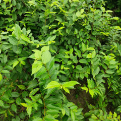 Hackberry seeds/Celtis sinensis seeds