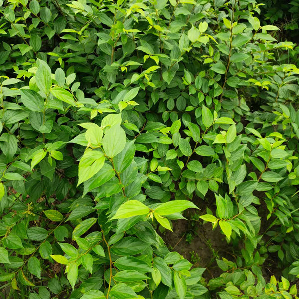 Hackberry seeds/Celtis sinensis seeds