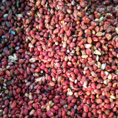 Euonymus bungeanus/Euonymus maackii seeds 1kg