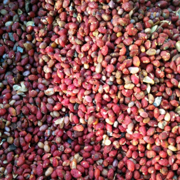 Euonymus bungeanus/Euonymus maackii seeds 1kg