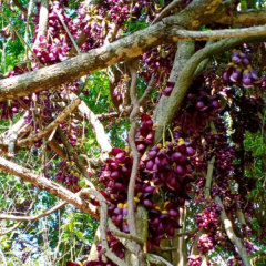 Mucuna sempervirens seeds/Mucuna seeds 1kg