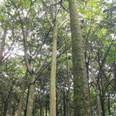 Bothrocaryum controversum seeds/Cornus controversa seeds 1kg