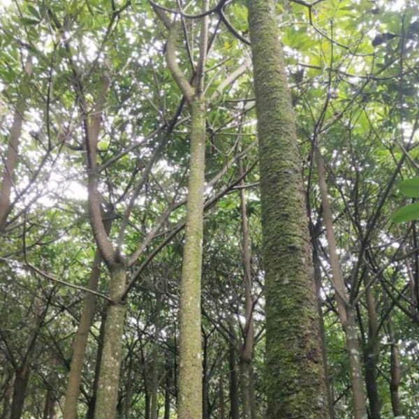 Bothrocaryum controversum seeds/Cornus controversa seeds 1kg