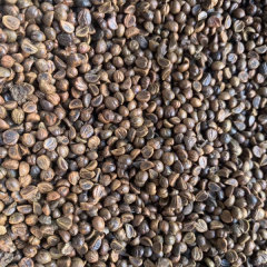 Boston ivy/Japanese creeper seeds 1kg