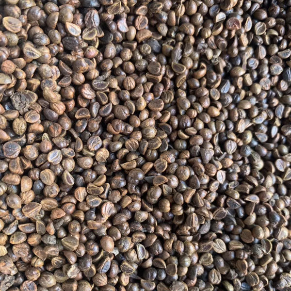 Boston ivy/Japanese creeper seeds 1kg