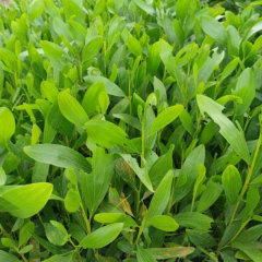 Acacia auriculiformis seeds/Acacia mangium seeds 1kg